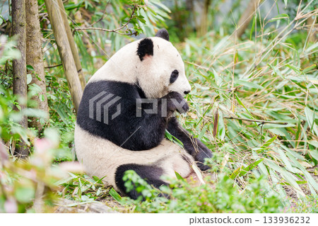 Cute Giant Panda, Ailuropoda melanoleuca or panda bear in forest at Chengdu Panda Breeding Research Center Dujiangyan. landmark and popular for tourists attractions in Chengdu, China. Cute Giant Panda, Ailuropoda melanoleuca or panda bear in forest at Chengdu Panda Breeding Research Center Dujiangyan. landmark and popular for tourists attractions in Chengdu, China. 133936232