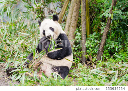 Cute Giant Panda, Ailuropoda melanoleuca or panda bear in forest at Chengdu Panda Breeding Research Center Dujiangyan. landmark and popular for tourists attractions in Chengdu, China. 133936234
