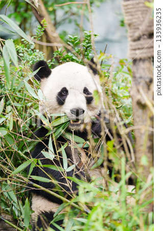 Cute Giant Panda, Ailuropoda melanoleuca or panda bear in forest at Chengdu Panda Breeding Research Center Dujiangyan. landmark and popular for tourists attractions in Chengdu, China. 133936235