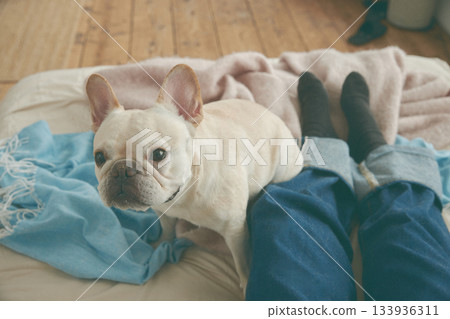 放鬆在床上的狗 133936311