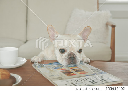 法國鬥牛犬試圖吃零食 133936402