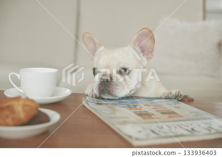 法國鬥牛犬試圖吃零食 法國鬥牛犬試圖吃零食 133936403