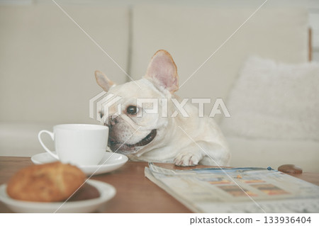 法國鬥牛犬試圖吃零食 133936404