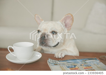 法國鬥牛犬試圖吃零食 法國鬥牛犬試圖吃零食 133936405