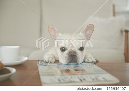 French bulldog trying to eat a treat 133936407