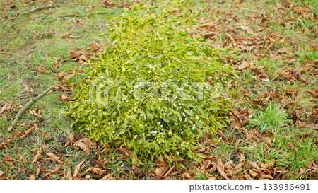 Mistletoe harvest Viscum album cut collection tree saw special on pole Christmas for market people advent with tree gold wreaths candles decorated european evergreen Mistletoe harvest Viscum album cut collection tree saw special on pole Christmas for market people advent with tree gold wreaths candles decorated european evergreen 133936491