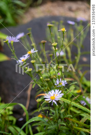 Close-up of purple daisy with raindrops in the garden 133936498