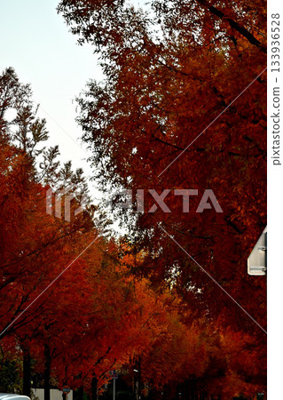 太陽丘水杉大道：秋葉斑斕的水杉大道 133936528