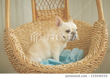 籃子裡的法國鬥牛犬 籃子裡的法國鬥牛犬 133936550