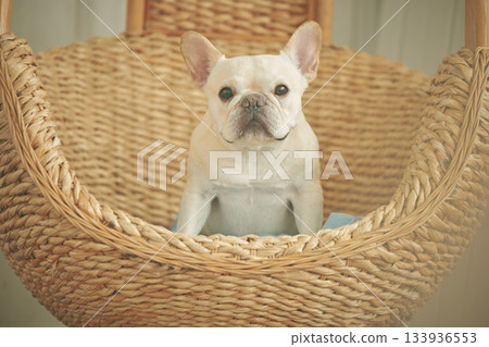 籃子裡的法國鬥牛犬 籃子裡的法國鬥牛犬 133936553