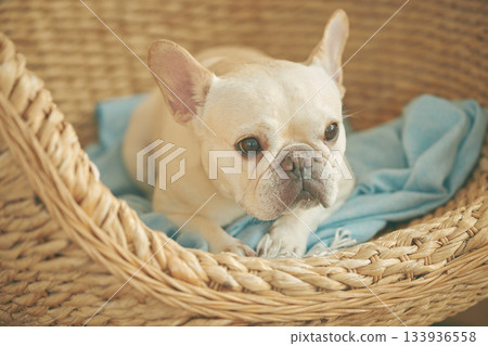French bulldog in a basket French bulldog in a basket 133936558