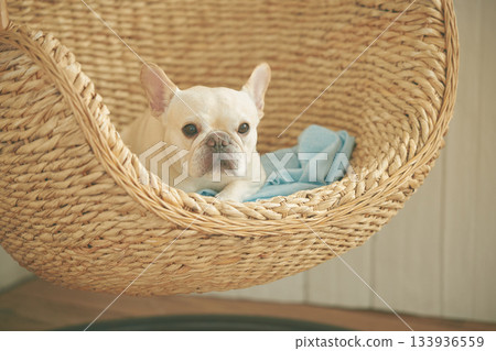 籃子裡的法國鬥牛犬 籃子裡的法國鬥牛犬 133936559