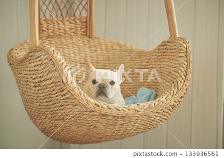 籃子裡的法國鬥牛犬 133936561