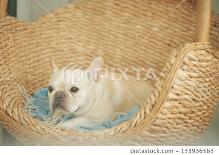 籃子裡的法國鬥牛犬 133936563