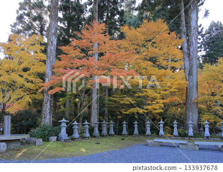 四國巡禮第66座寺廟－雲邊寺役軛不動附近的秋葉 133937678