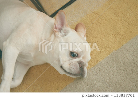 Dog lying down Dog lying down 133937701