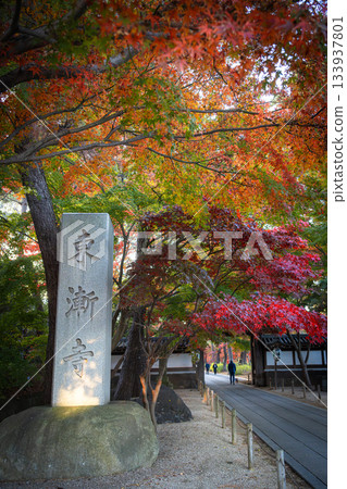 松戶市東禪寺的道路被秋葉裝點得五彩斑斕。 133937801