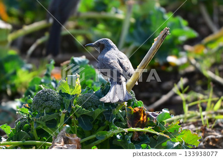 鳥類破壞、覓食破壞、農作物破壞、棕耳鵯(Bulbul) 鳥類破壞、覓食破壞、農作物破壞、棕耳鵯(Bulbul) 133938077