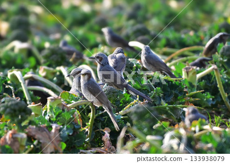 Bird damage, feeding damage, crop damage, brown-eared bulbul (Bulbul) Bird damage, feeding damage, crop damage, brown-eared bulbul (Bulbul) 133938079