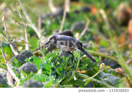 鳥類破壞、覓食破壞、農作物破壞、棕耳鵯（Bulbul） 133938083