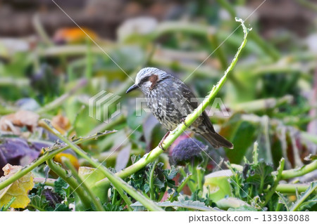 Bird damage, feeding damage, crop damage, brown-eared bulbul (Bulbul) Bird damage, feeding damage, crop damage, brown-eared bulbul (Bulbul) 133938088
