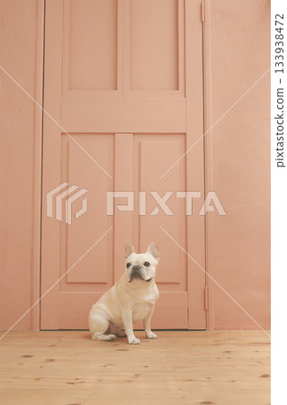 法國鬥牛犬坐 法國鬥牛犬坐 133938472