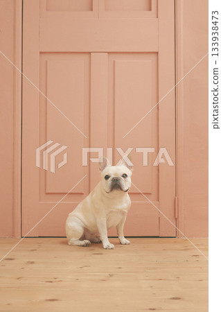 法國鬥牛犬坐 法國鬥牛犬坐 133938473