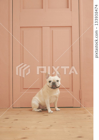 法國鬥牛犬坐 133938474