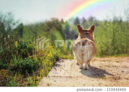 Beloved corgi dog walks over a rainbow bridge during sunset in a peaceful meadow evoking memories and love. Rainbow Bridge Remembrance Day 133938484