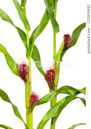 Closeup green Sweet Corn cobs bright magenta silks grows close-up plantation on white background Closeup green Sweet Corn cobs bright magenta silks grows close-up plantation on white background 133938491
