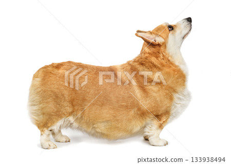 Adult overweight Pembroke Welsh Corgi sad looking on white background 133938494