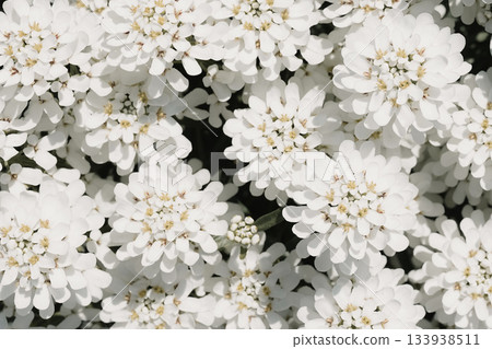 Delicate White Flowers.Demonstrating trendy color of the year 2026 133938511