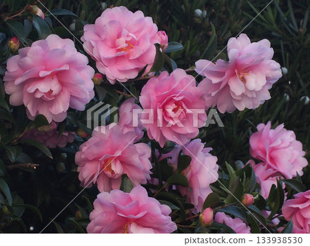 陰涼處,山茶花的粉紅色花朵和花苞。 陰涼處,山茶花的粉紅色花朵和花苞。 133938530