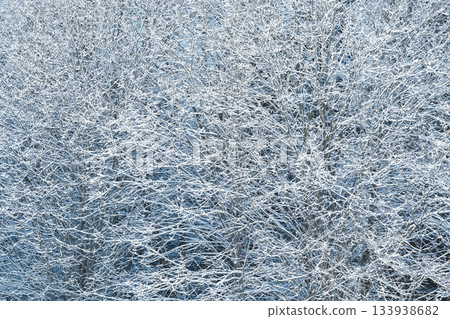 Snow-covered branches of a bush in winter light blue stone sunny day 133938682