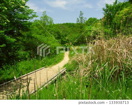 A boardwalk leading to a forest of fresh greenery in early summer (21st Century Forest and Plaza) A boardwalk leading to a forest of fresh greenery in early summer (21st Century Forest and Plaza) 133938713