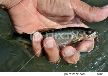 新鮮捕獲的鰹魚 新鮮捕獲的鰹魚 133938848