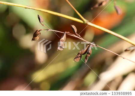 Fruit of the Japanese bush clover Fruit of the Japanese bush clover 133938995