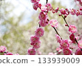 beautiful pink plum 133939009