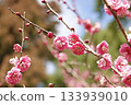 Beautiful pink plum blossoms 133939010