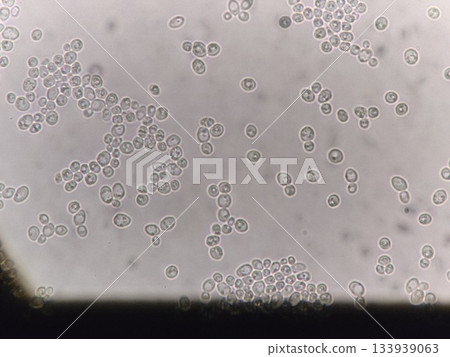 用於麵包發酵的酵母 133939063