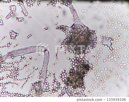 The spores of Aspergillus oryzae, which are used to make sake 133939106