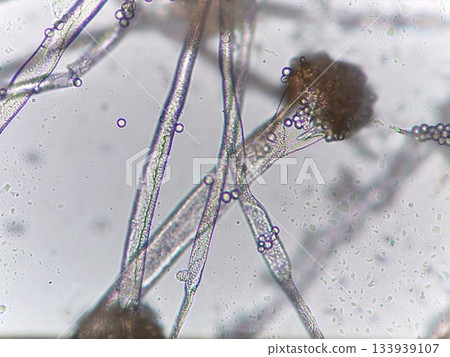 Aspergillus oryzae used in sake Aspergillus oryzae used in sake 133939107