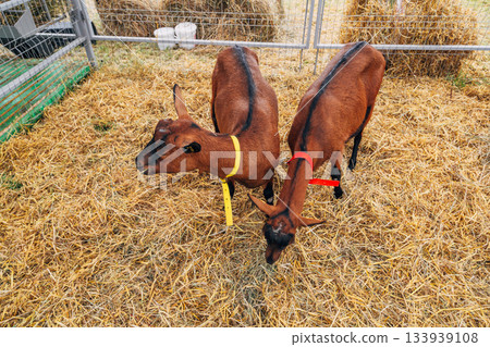 Red Buckskin Goat Posing In Meadow Red Buckskin Goat Posing In Meadow 133939108