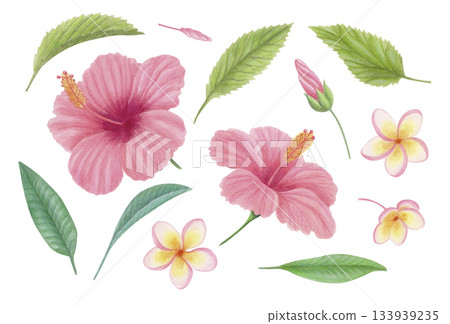Pink hibiscus, plumeria flowers and tropical leaves watercolor set isolated on white. Floral exotic clipart for botanical designs. 133939235