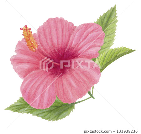 Pink hibiscus flower watercolor illustration isolated on white. Hand-drawn floral tropical clipart for botanical designs, cards. 133939236