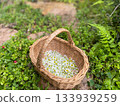Harvesting chamomile grown in the garden to make herbal tea Harvesting chamomile grown in the garden to make herbal tea 133939259