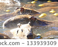 Capybara entering a hot spring 133939309