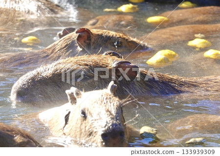 水豚進入溫泉 133939309