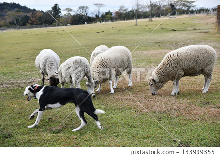 Sheep and sheep dogs Sheep and sheep dogs 133939355