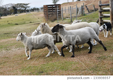 綿羊和綿羊狗 133939357